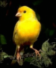 +animal+bird+Canary+ clipart