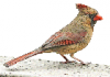 +animal+bird+Cardinal+Female+ clipart