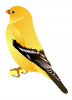 +animal+bird+Gold+Finch+ clipart