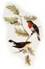 +animal+bird+Red+breasted+Flycatcher+Ficedula+parva+ clipart