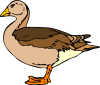 +animal+bird+duck01+ clipart