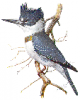 +animal+bird+Belted+Kingfisher+2+ clipart