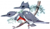 +animal+bird+Belted+Kingfisher+pair+ clipart
