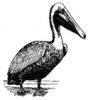 +animal+bird+Brown+pelican+ clipart
