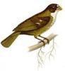+animal+bird+Buffy+fronted+Seedeater+Sporophila+frontalis+ clipart