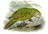 +animal+bird+Kakapo+Strigops+habroptila+ clipart