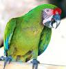 +animal+bird+Military+Macaw+Ara+militaris+ clipart