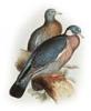 +animal+bird+Wood+pigeon+Columba+palumbus+ clipart