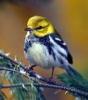 +animal+Black+Throated+Green+Warbler+Dendroica+virens+ clipart