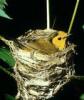 +animal+Hooded+Warbler+ clipart