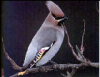 +animal+Waxwing+2+ clipart