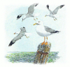 +animal+bird+Herring+Gull+ clipart