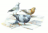 +animal+bird+Pigeon+ clipart