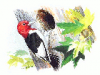 +animal+bird+Red+Headed+Woodpecker+ clipart