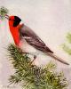 +animal+bird+Red+faced+Warbler+ clipart