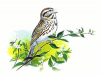 +animal+bird+Song+Sparrow+ clipart