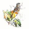 +animal+bird+White+Crowned+Sparrow+ clipart
