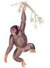 +animal+Chimpanzee+hanging+ clipart