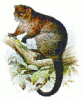 +animal+Lemur+like+ringtail+possum+Hemibelideus+lemuroides+ clipart