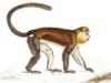 +animal+primate+Monkey+Cercopithecus+mona+ clipart