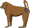 +animal+primate+baboon+ clipart