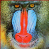 +animal+primate+baboon+face+ clipart