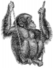 +animal+primate+chimpanzee+on+rope+ clipart