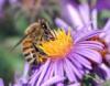 +bug+insect+bumblebee+European+honey+bee+extracts+nectar+ clipart
