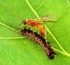 +bug+insect+bumblebee+Wasp+Aleiodes+indiscretus+parasiting+gypsy+moth+catepillar+ clipart