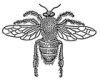 +bug+insect+bumblebee+bee+drone+2+ clipart