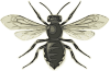 +bug+insect+bumblebee+bee+graphic+ clipart