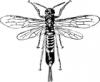 +bug+insect+bumblebee+horn+tail+wasp+ clipart