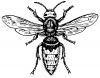 +bug+insect+bumblebee+hornet+ clipart