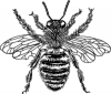 +bug+insect+bumblebee+queen+bee+2+ clipart