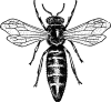 +bug+insect+bumblebee+queen+bee+ clipart