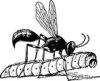 +bug+insect+bumblebee+wasp+on+catepillar+ clipart