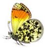 +bug+insect+flying+Anthocharis+cardamines+Orange+Tip+side+view+ clipart