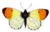 +bug+insect+flying+Anthocharis+cardamines+Orange+Tip+top+view+ clipart