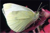 +bug+insect+flying+Cabbage+Butterfly+ clipart
