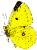 +bug+insect+flying+Colias+hyale+Pale+Clouded+Yellow+side+ clipart