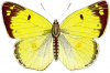 +bug+insect+flying+Colias+hyale+Pale+Clouded+Yellow+top+ clipart