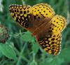 +bug+insect+flying+Greater+Fritillary+ clipart