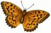 +bug+insect+flying+High+Brown+Fritillary+Fabriciana+adippe+ clipart