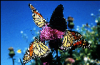 +bug+insect+flying+Monarch+Butterflies+ clipart