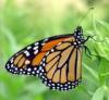 +bug+insect+flying+Monarch+butterfly+ clipart