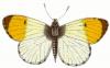 +bug+insect+flying+Orange+tip+Anthocaris+cardamines+ clipart