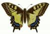 +bug+insect+flying+Papilio+machaon+Old+World+Swallowtail+ clipart
