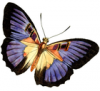 +bug+insect+flying+Purple+Butterfly+Clipart+ clipart
