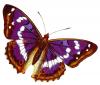 +bug+insect+flying+Purple+emperor+ clipart