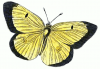 +bug+insect+flying+Scarce+Clouded+Yellow+Colias+Enropome+ clipart